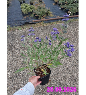Caryopteris cland. 'Heavenly Blue' C 1,4 L
